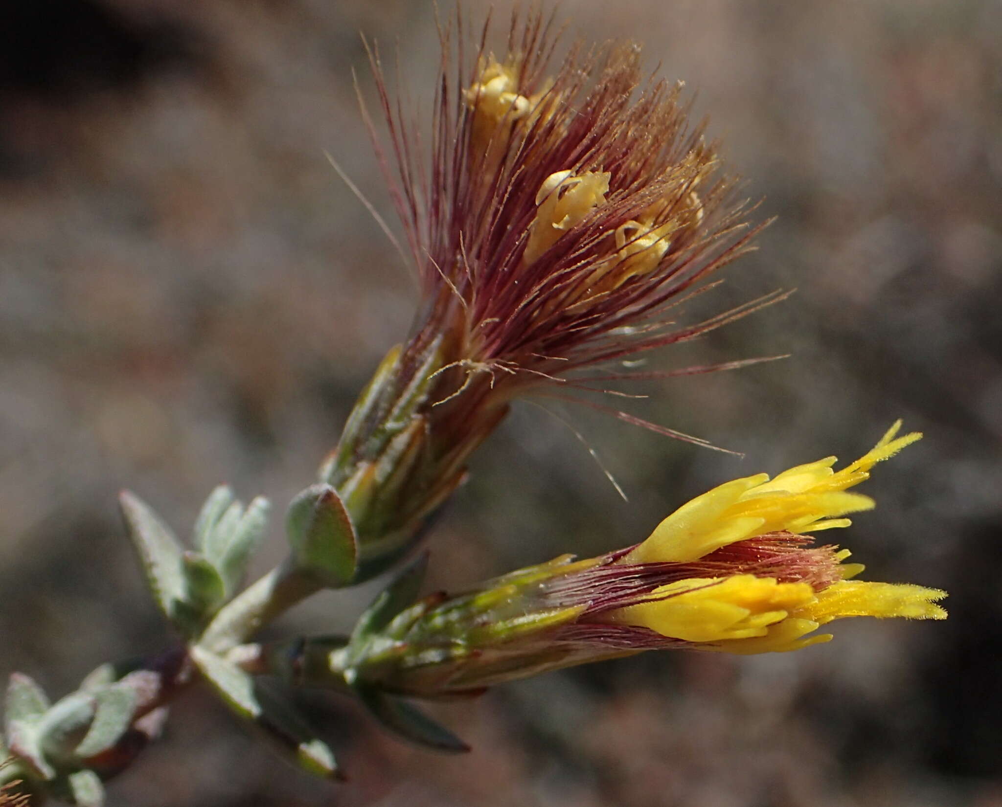 Image of Pteronia erythrochaeta DC.