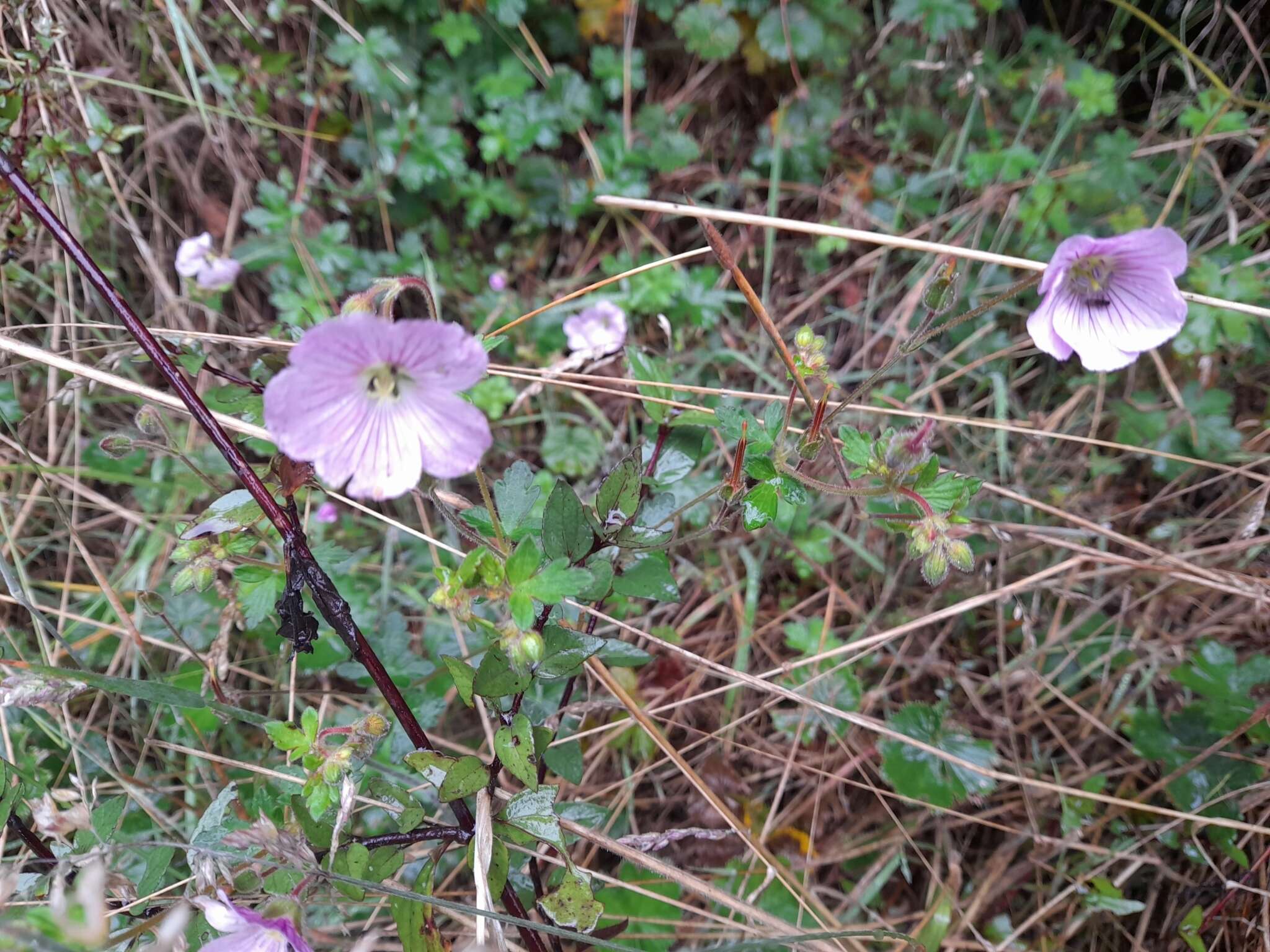 Image of Geranium holosericeum Willd. ex Spreng.