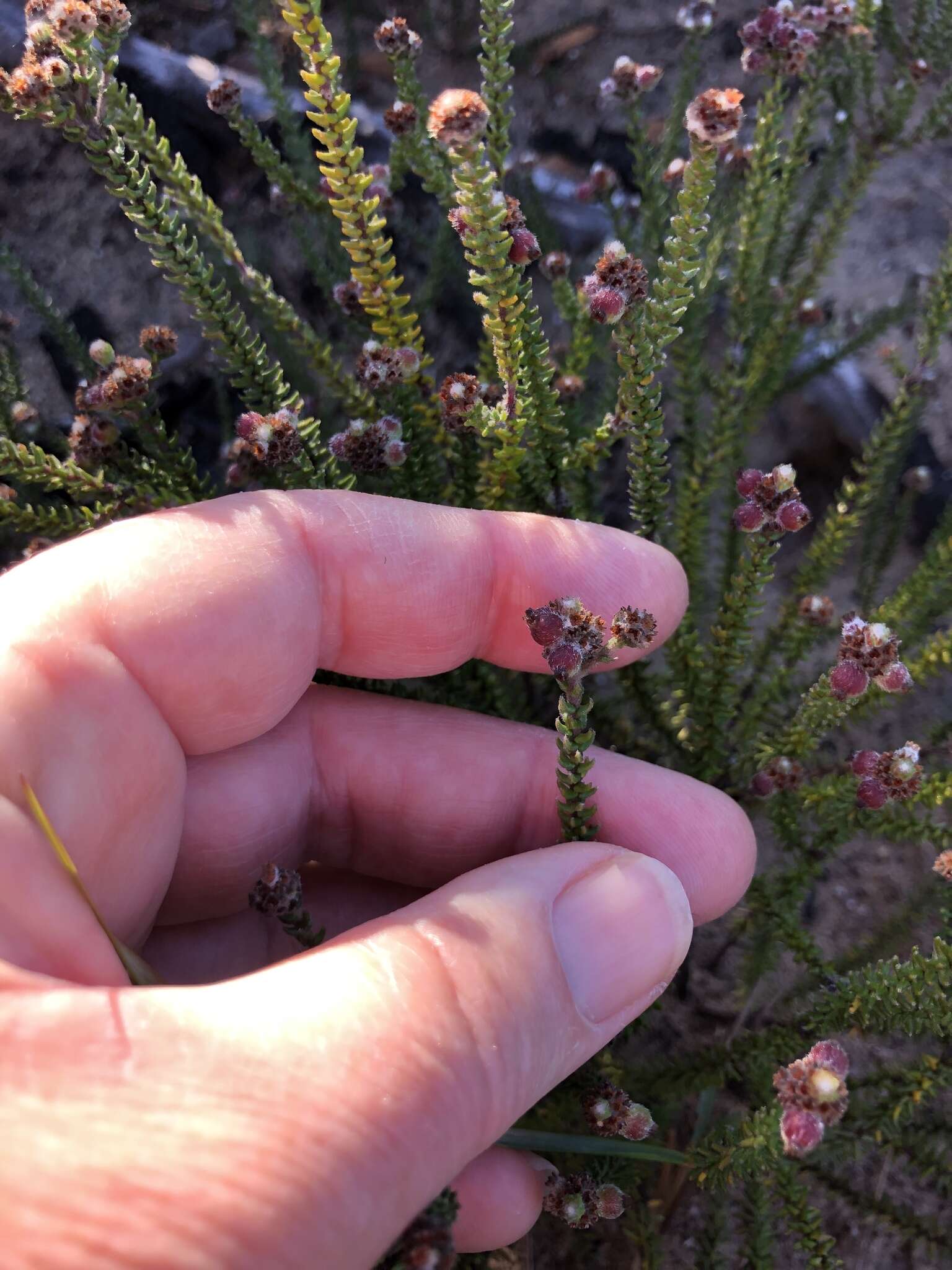 Image of Phylica incurvata Pillans