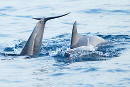 Image of Indian Ocean Bottlenose Dolphin