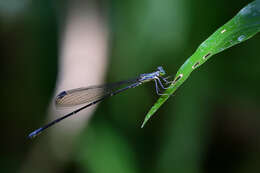 Image of Neosticta canescens Tillyard 1913