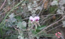 Image of geranium