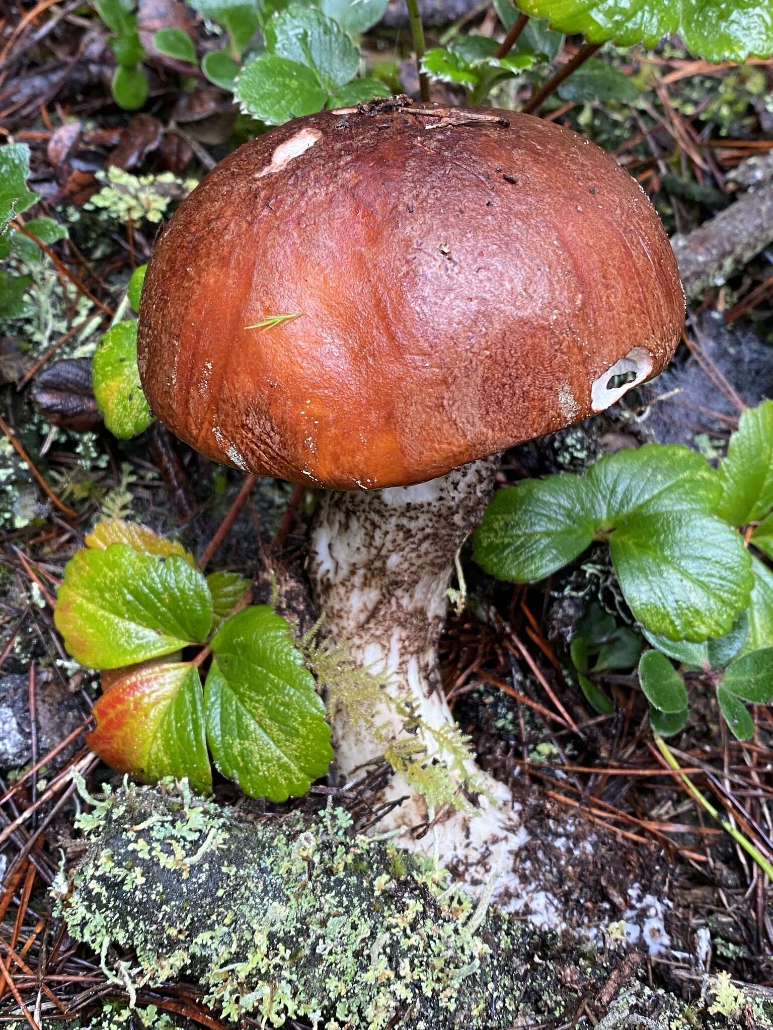 Image of Leccinum largentii Thiers 1975