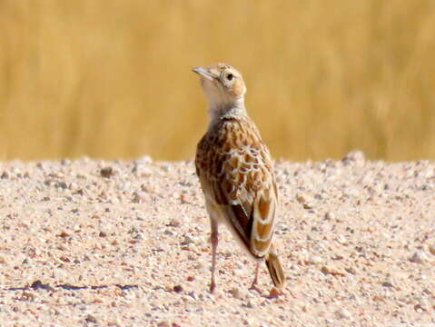 Imagem de Chersomanes albofasciata barlowi White & Cmn 1961