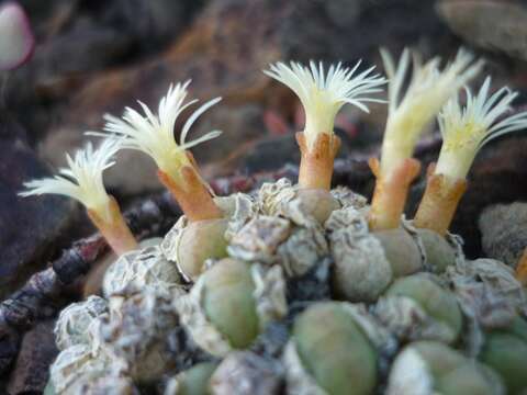 Image of button plants