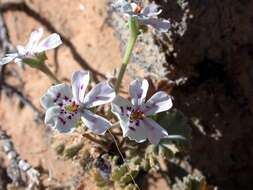 Image of Pelargonium crassicaule L'Her.