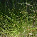 Слика од Carex rara subsp. rara