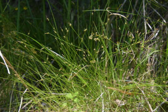 Image of Carex rara Boott