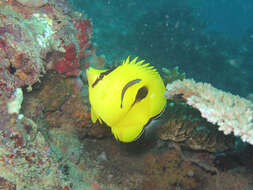 Image of Indian Teardrop Butterflyfish