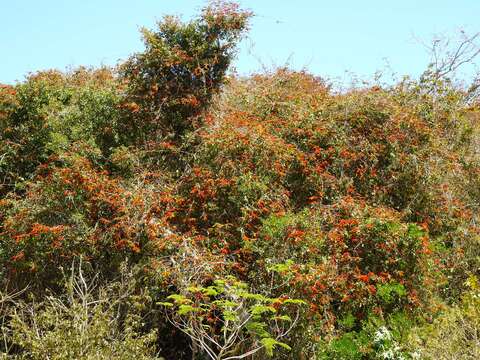 Imagem de Combretum farinosum Kunth