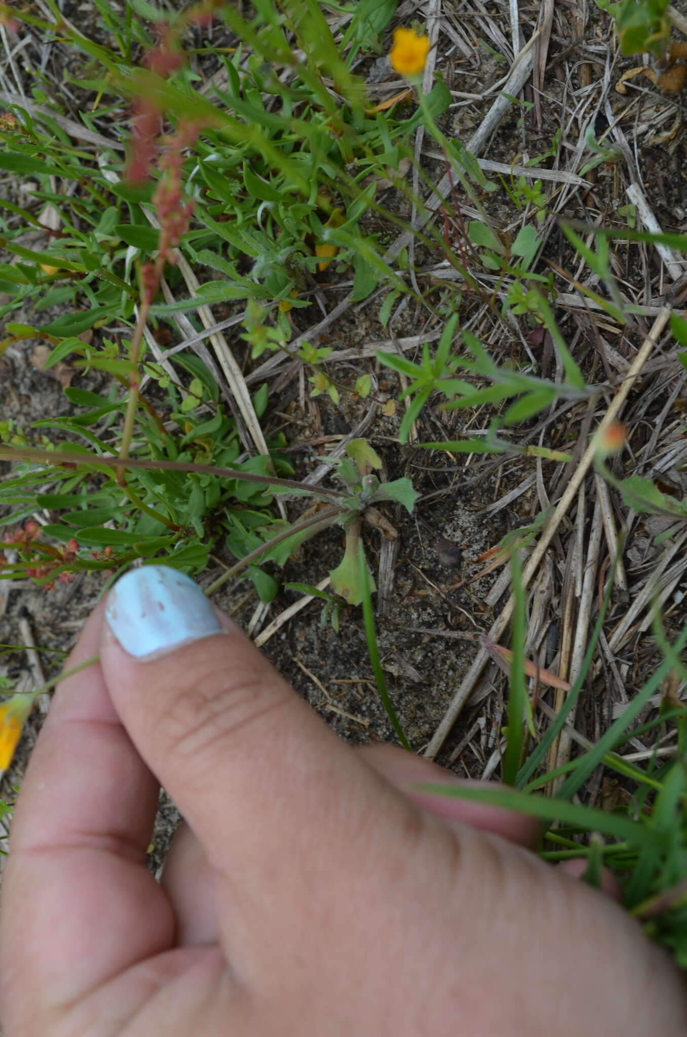 Image of Dwarf dandelion