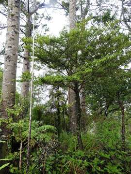 Image de Coprosma arborea Kirk