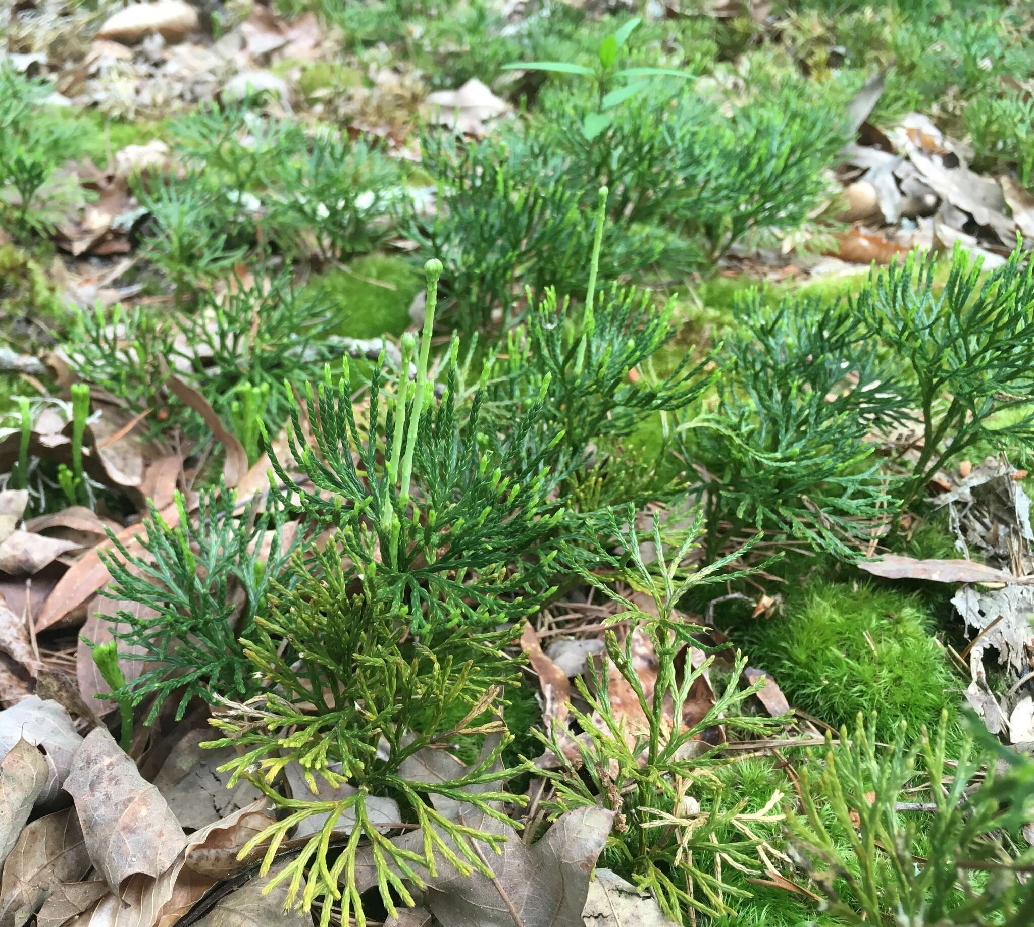 Image of deeproot clubmoss