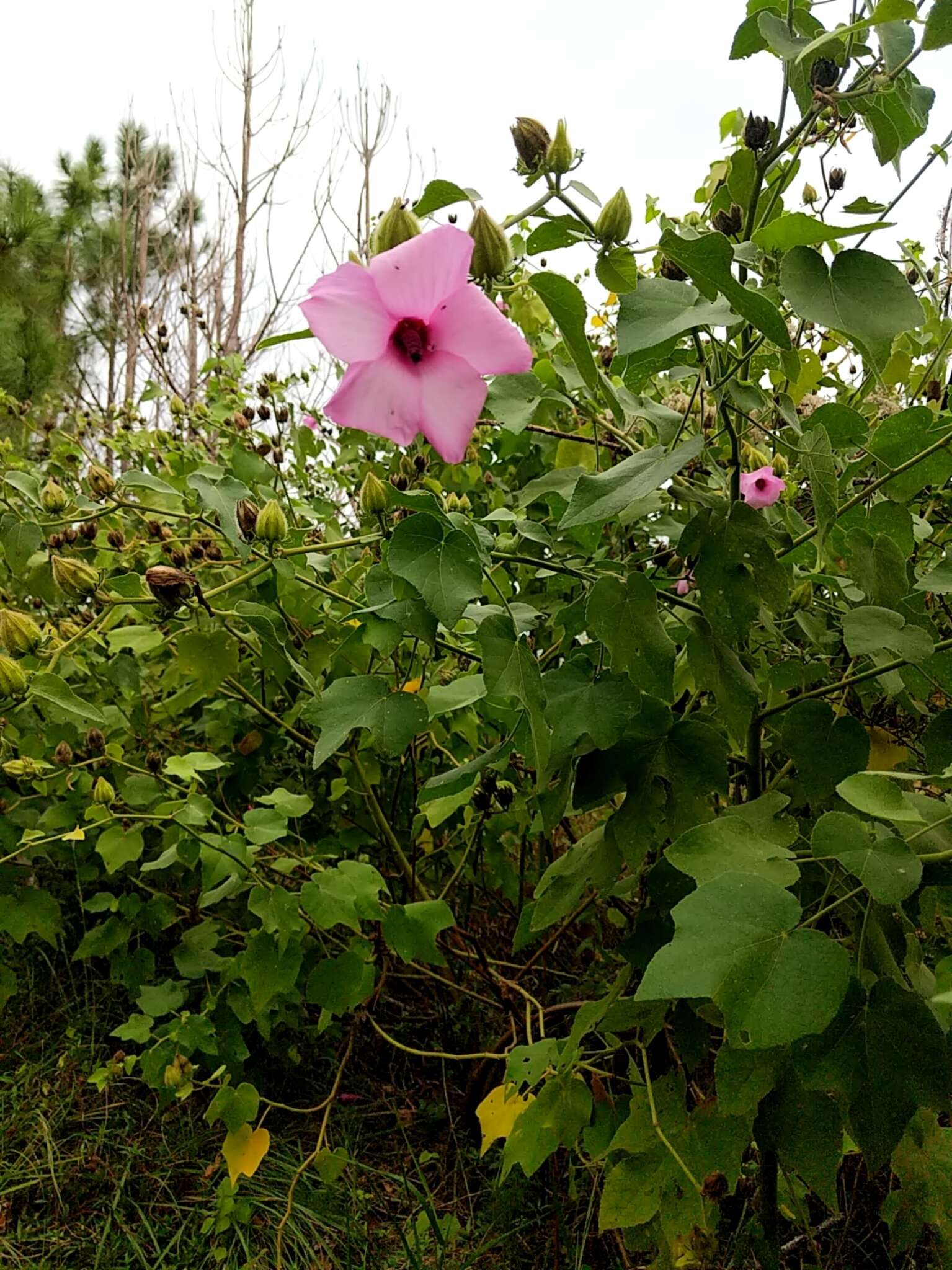 Sivun Hibiscus furcellatus Desr. kuva