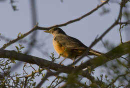 Image of Rufous-bellied Thrush