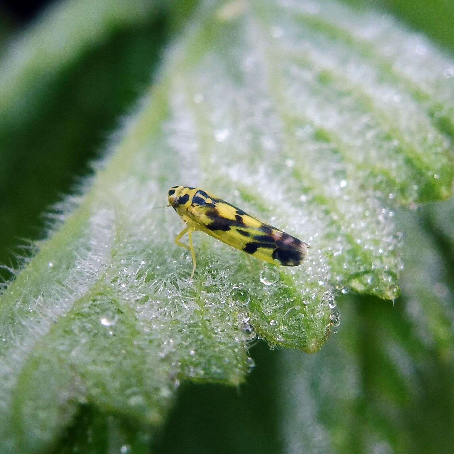 Image of Eupteryx (Eupteryx) aurata (Linnaeus 1758)