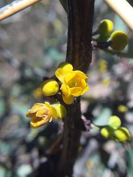 Plancia ëd Berberis grevilleana Gill.