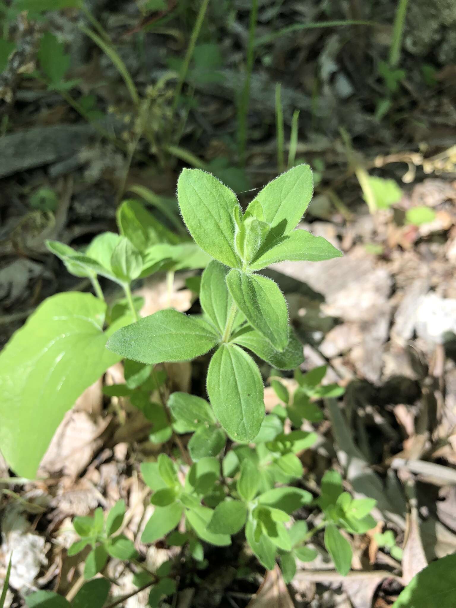 Image of licorice bedstraw