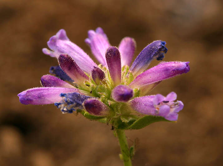 Image of Penstemon heterodoxus var. heterodoxus