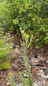 Image of narrowleaf silkgrass