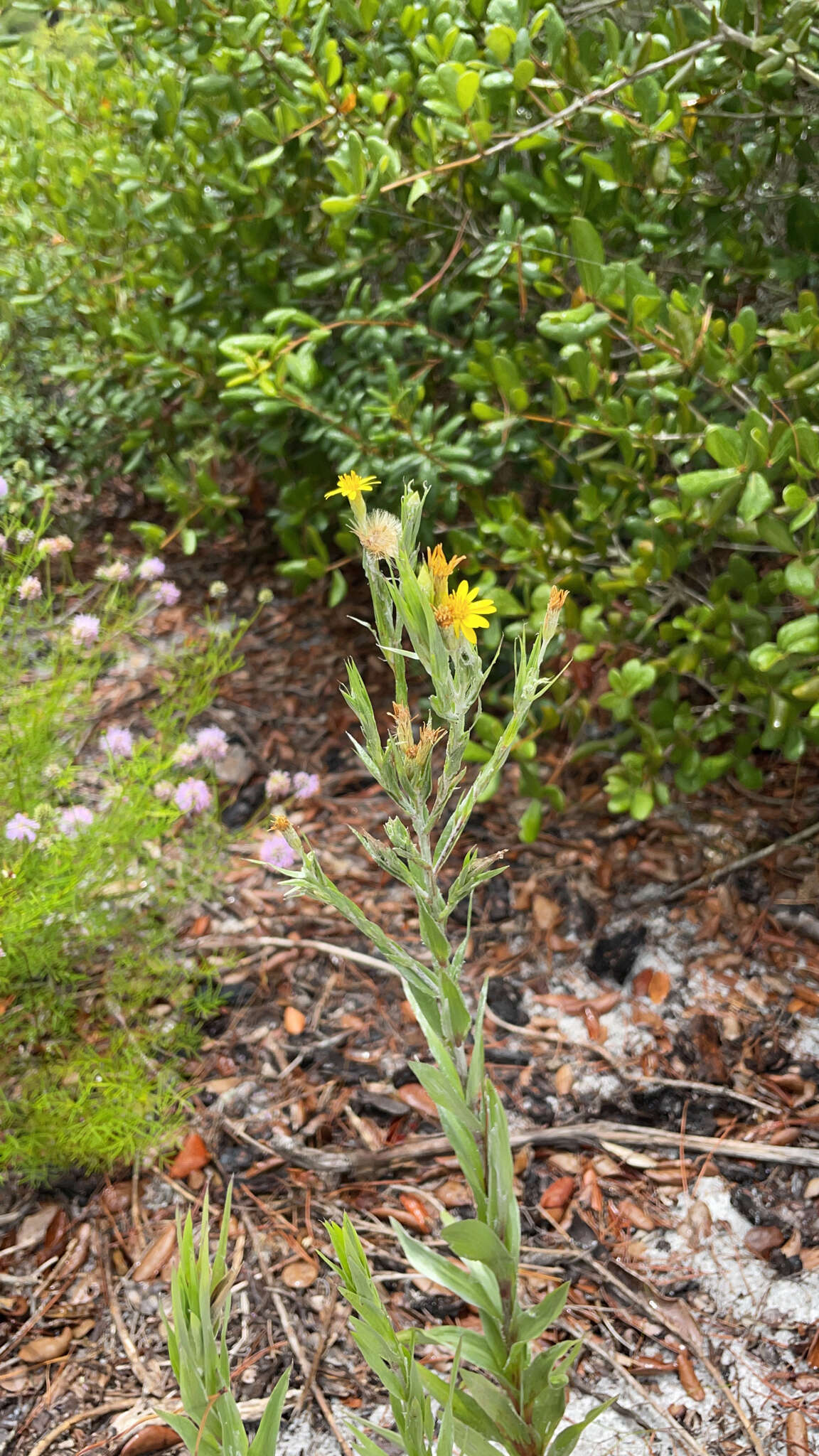 Image de Pityopsis graminifolia var. latifolia (Fern.) J. C. Semple & F. D. Bowers