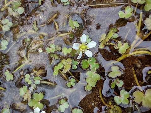 Ranunculus omiophyllus Ten.的圖片