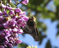 Image of Mercurial Skipper