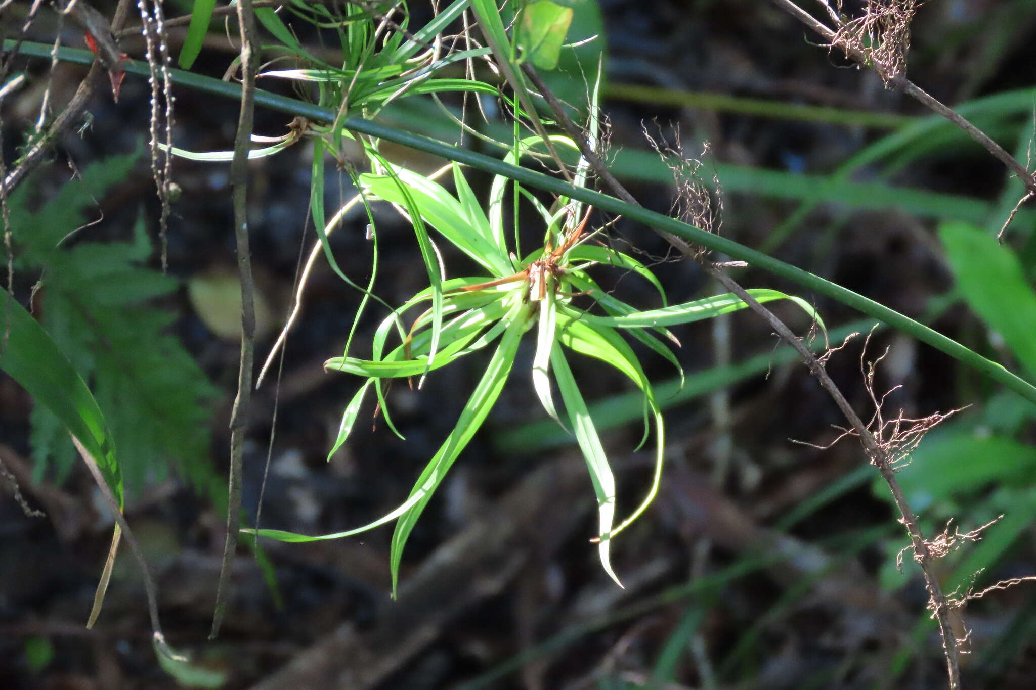 Image of drooping bulrush