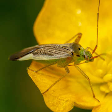 Image of Closterotomus trivialis (A. Costa 1853)