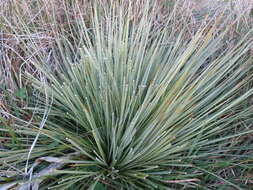 Image of Aciphylla subflabellata W. R. B. Oliv.