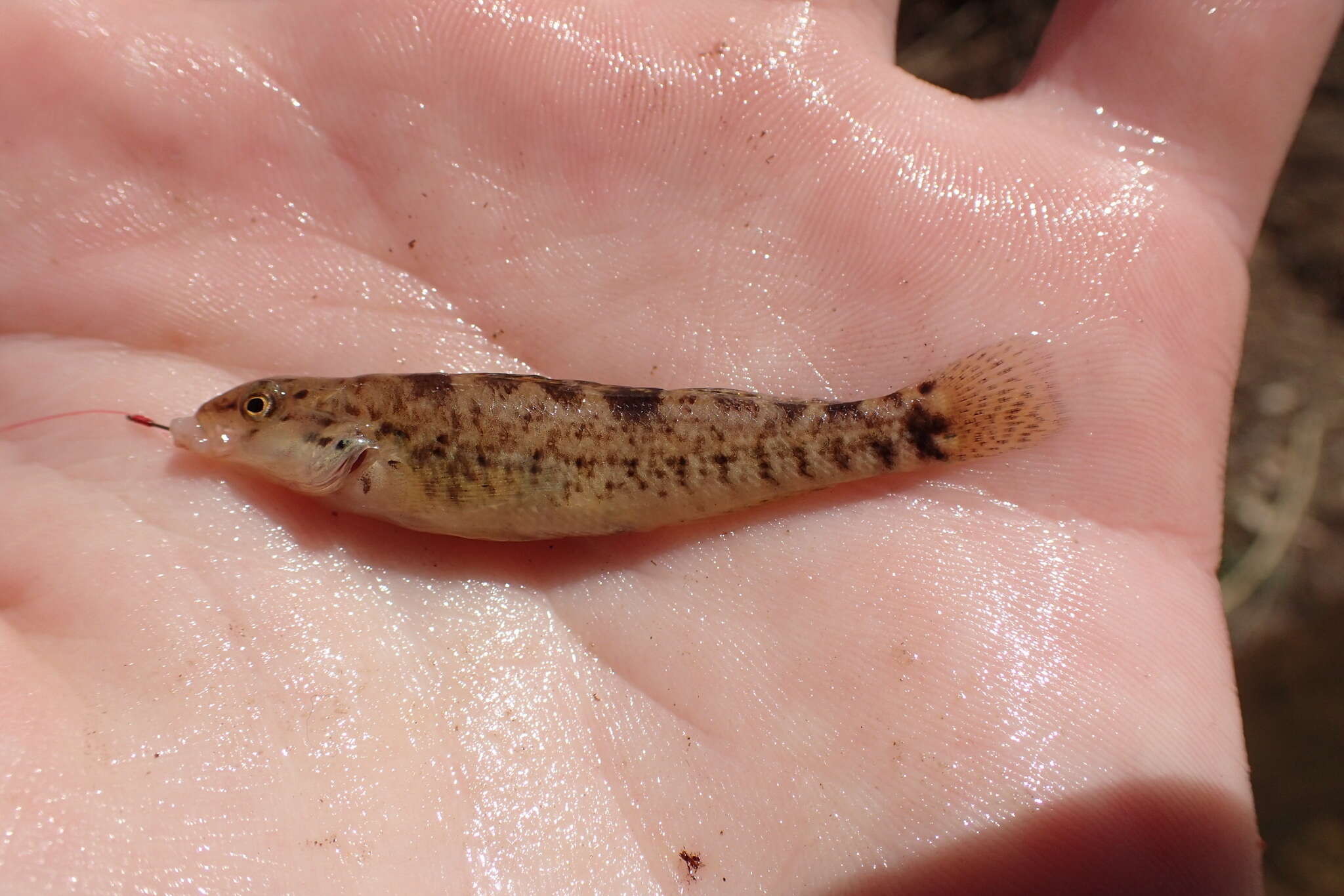 Image of Rainbow Darter