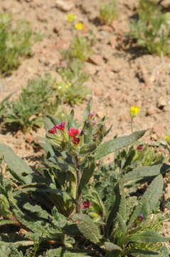 Image of Nonea caspica (Willd.) G. Don