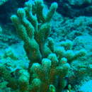 Image of anemone coral