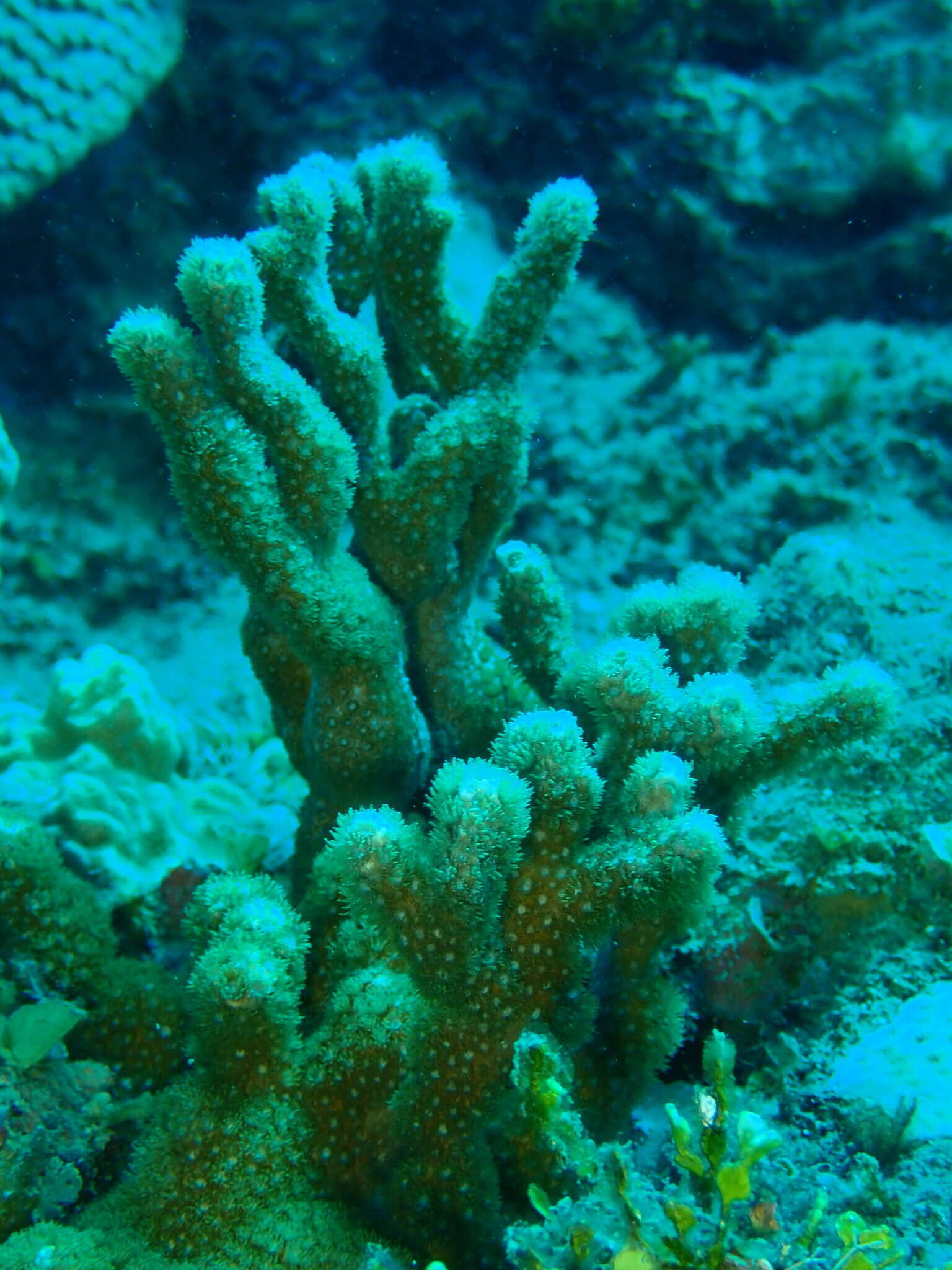 Image of anemone coral