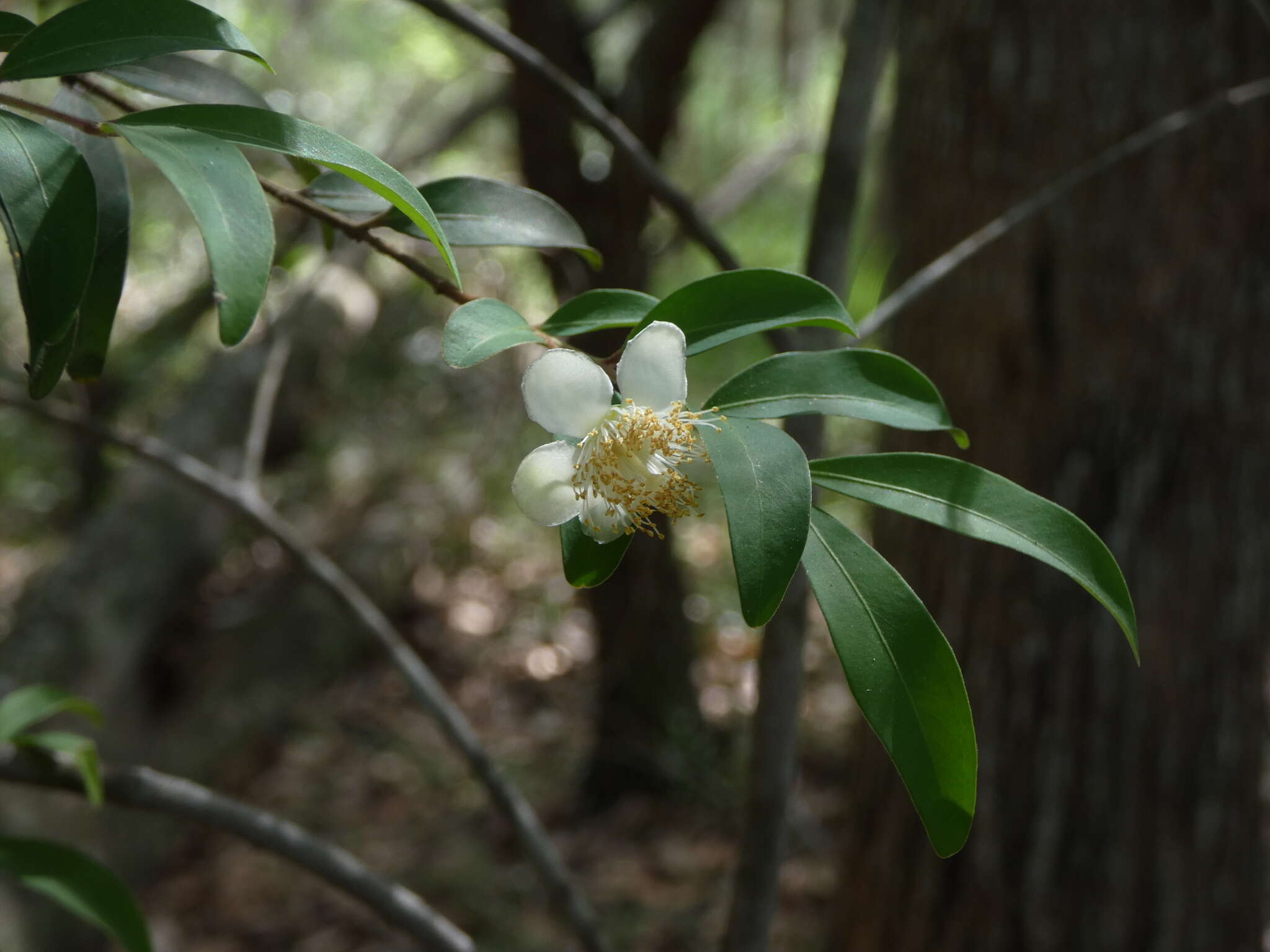 Image of Pilidiostigma rhytisperma (F. Müll.) Burret