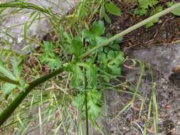 Image of Pacific blacksnakeroot