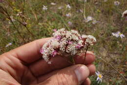 Limonium flexuosum (L.) Kuntze resmi