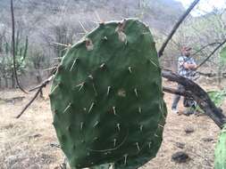 Image of Opuntia wilcoxii Britton & Rose