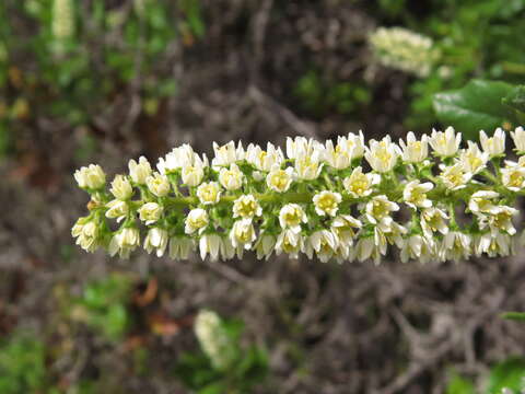 Image of Escallonia pulverulenta (Ruiz & Pav.) Pers.