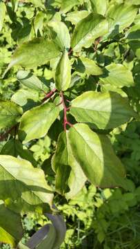 Image of Chinese plum