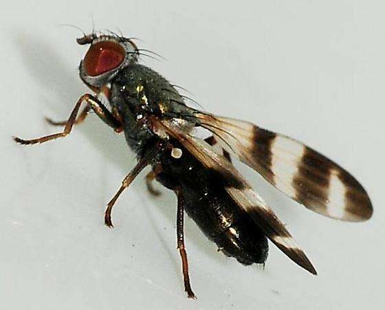 Image of cornsilk fly