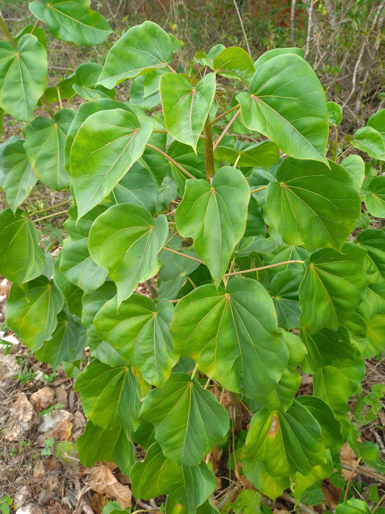 Image of Jatropha gaumeri Greenm.