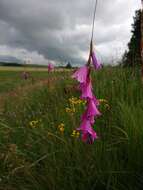 Image of Dierama formosum Hilliard