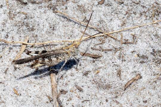 Image of Longhorn Band-wing Grasshopper