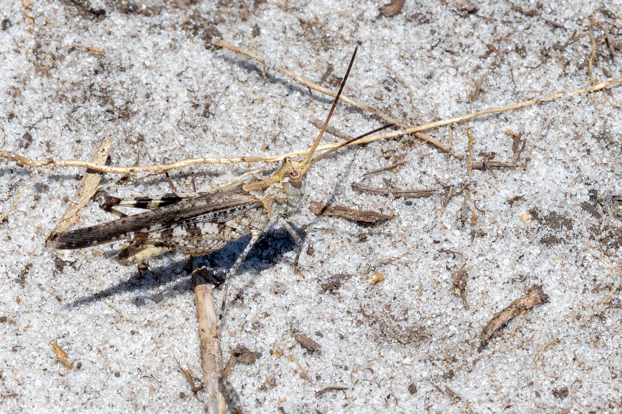 Image of Longhorn Band-wing Grasshopper