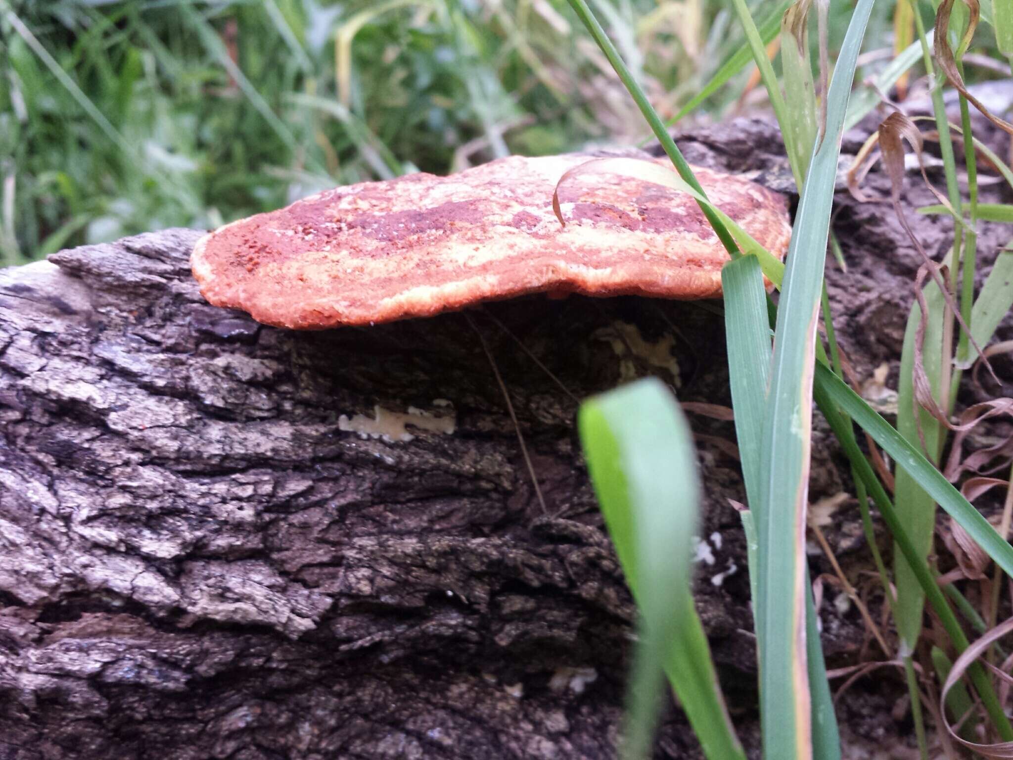 Imagem de Trametes coccinea (Fr.) Hai J. Li & S. H. He 2014