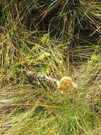 Слика од Helichrysum auriceps O. M. Hilliard