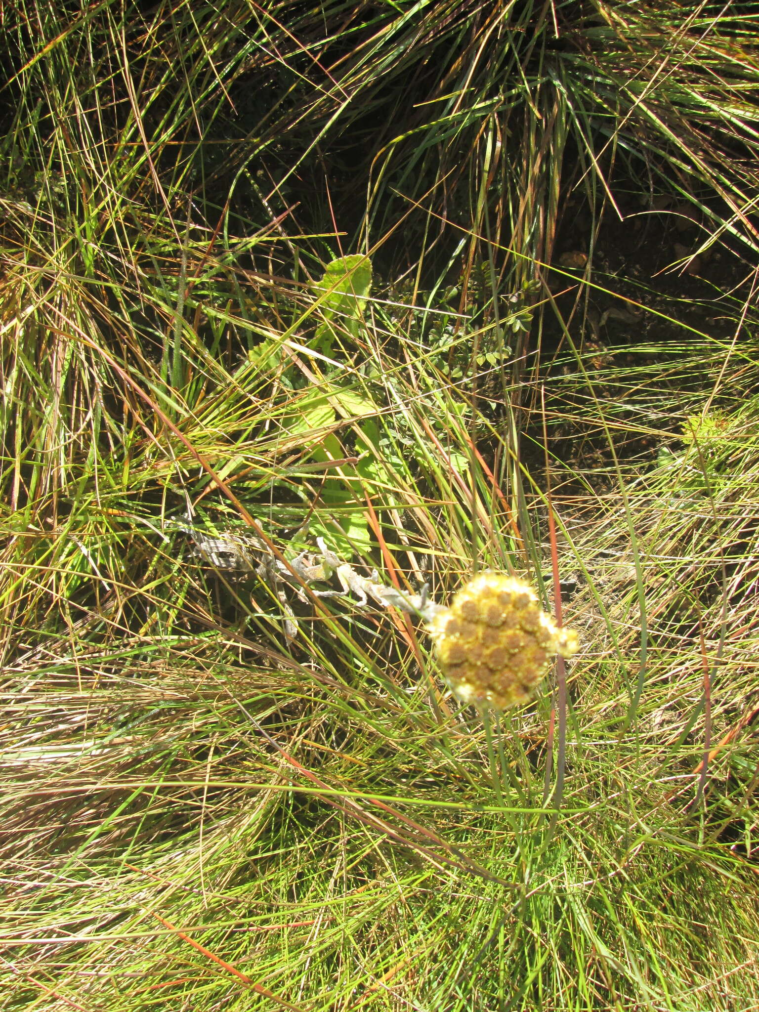 Слика од Helichrysum auriceps O. M. Hilliard