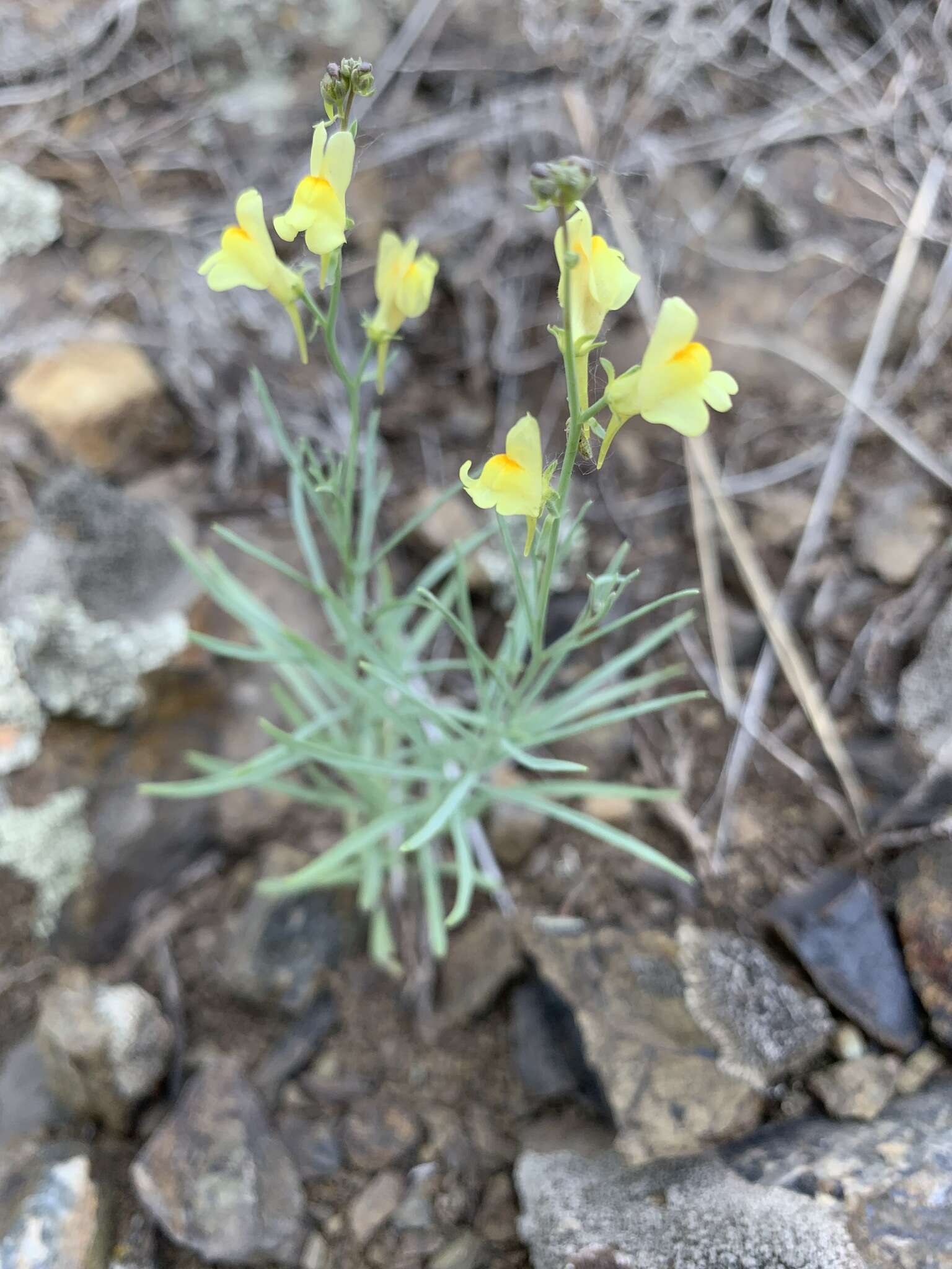 Image of Linaria altaica Fischer ex Ledeb.