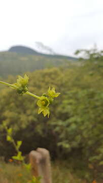 Image of <i>Sechiopsis triquetra</i>